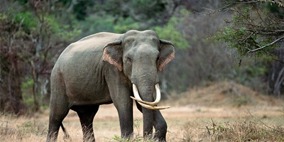 Wild elephant kills journalist on duty in Sri Lanka